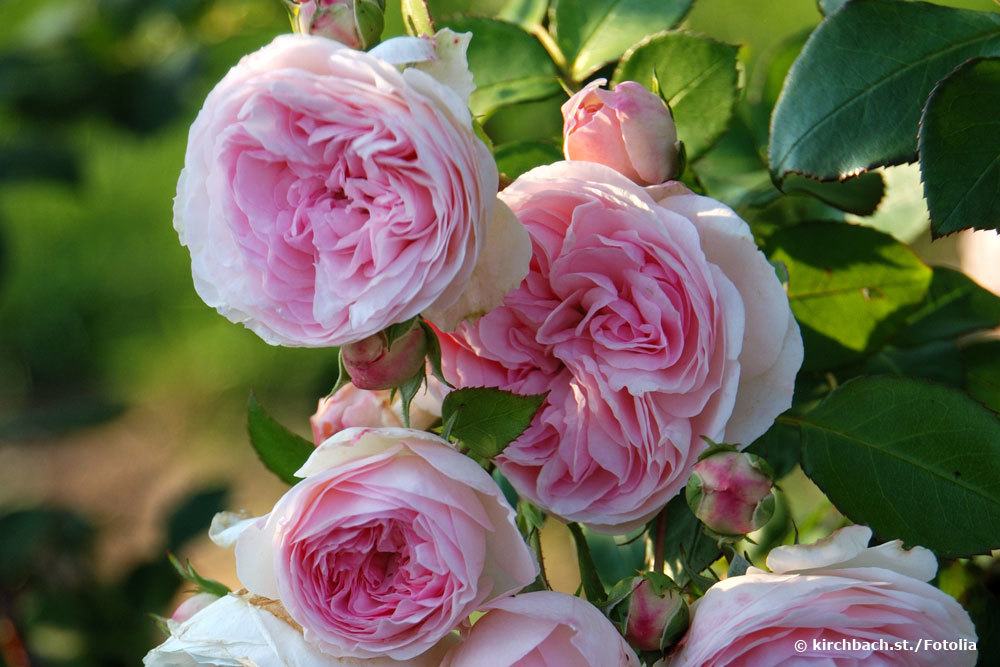 Rose 'Alexandra Princesse de Luxembourg'