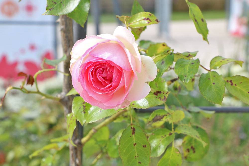 Rose 'Bonica 82'