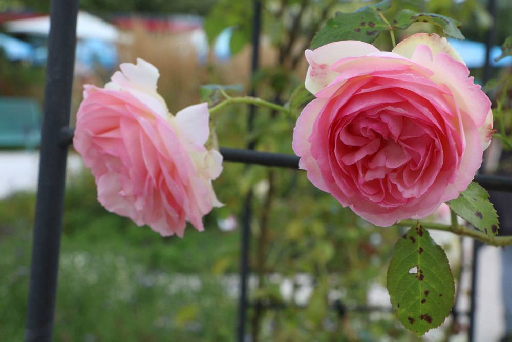 Rose 'Jasmina'