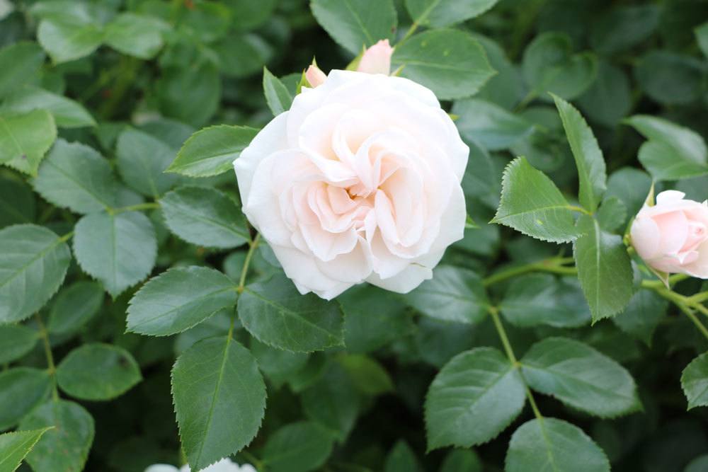 Strauchrose 'Julia Renaissance'