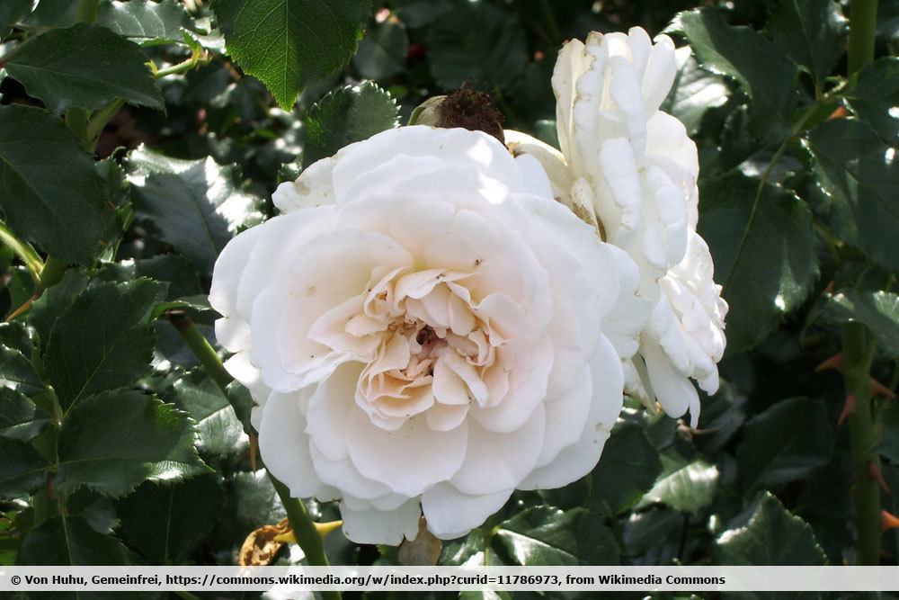 Rose `Petticoat`