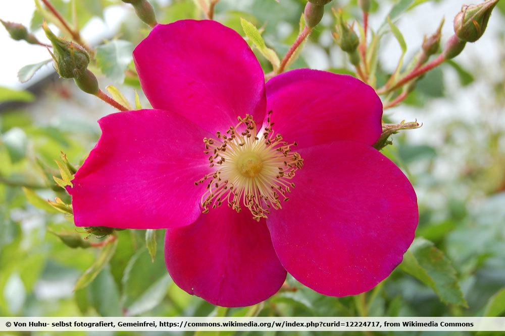 Bodendecker-Rose 'Purple Haze'