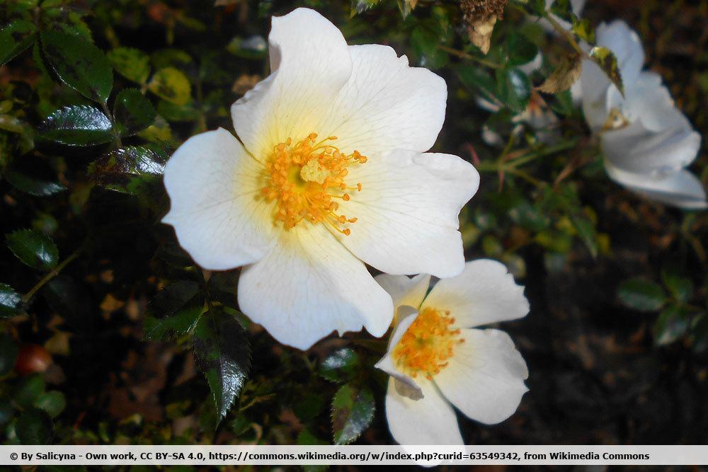 Rose 'Sonnenröschen'