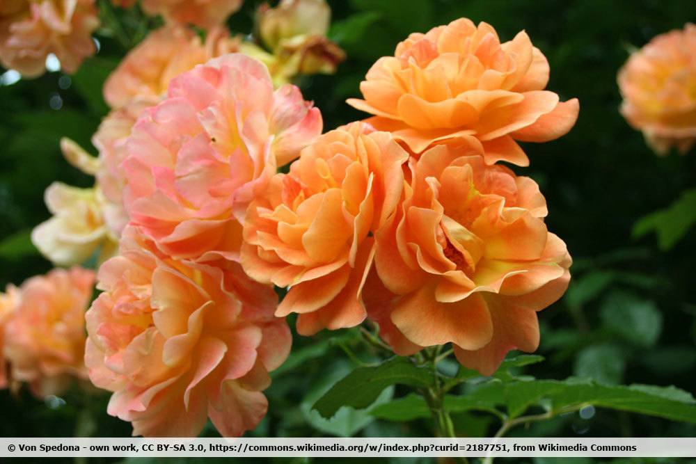 Strauchrose 'Westerland'