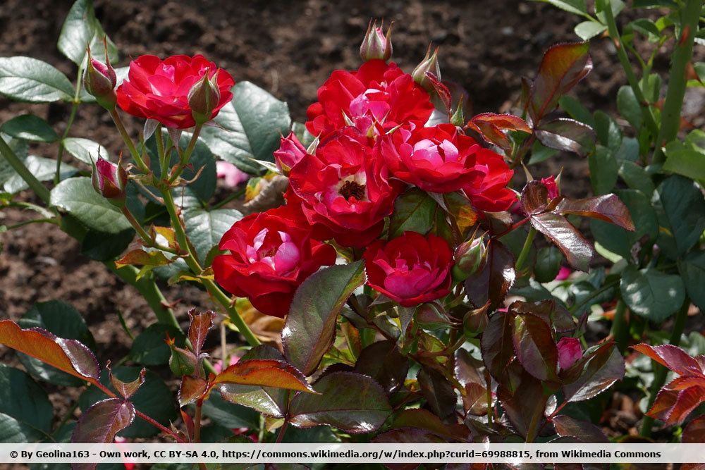 Rose der Einheit