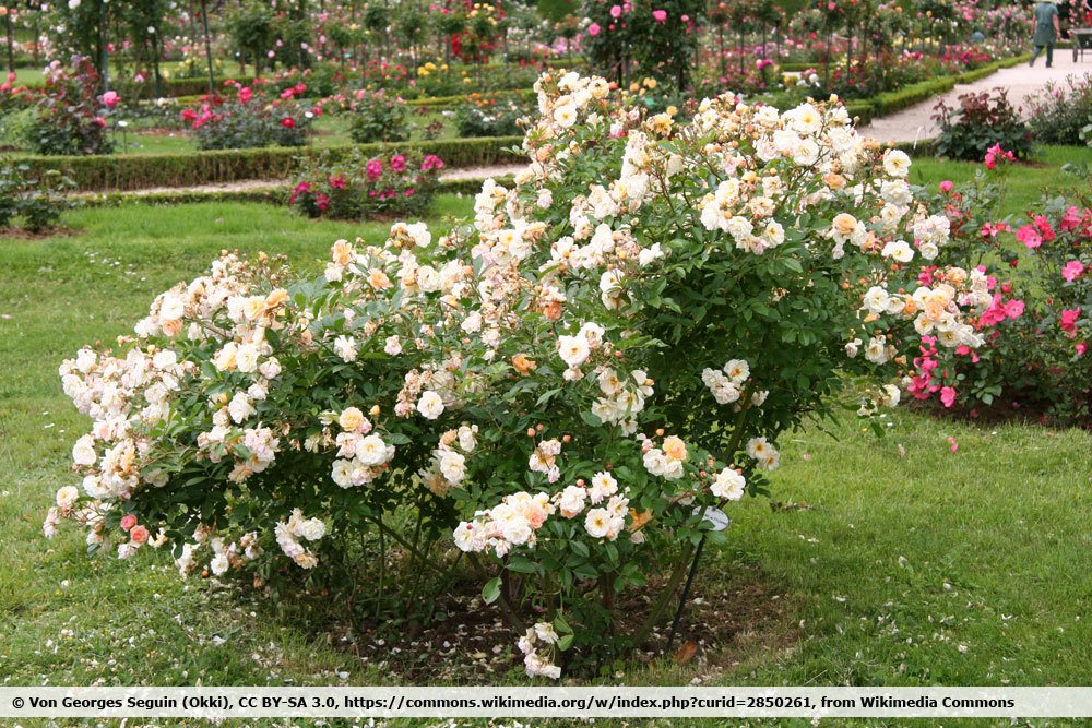 Rose 'Ghislaine de Féligonde'