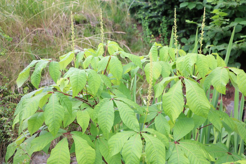 Rosskastanie, Aesculus hippocastanum