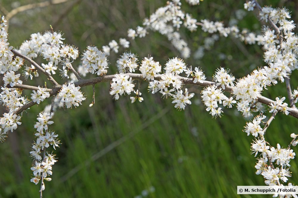 Blühender Schlehdorn, Prunus spinosa