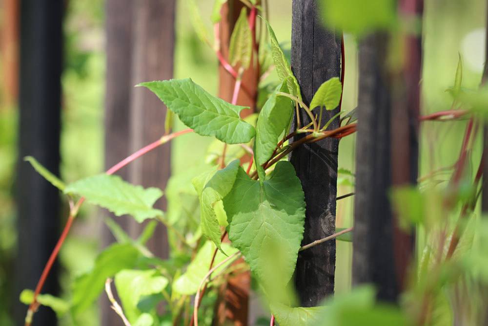 Schlingknöterich, Fallopia aubertii