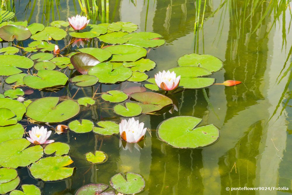 trübes Teichwasser durch Algen