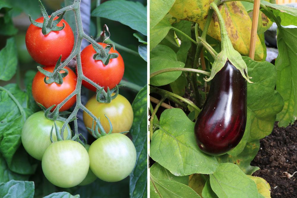 Starkzehrer: 85 Gemse, Blumen und Pflanzen | starkzehrende Pflanzen