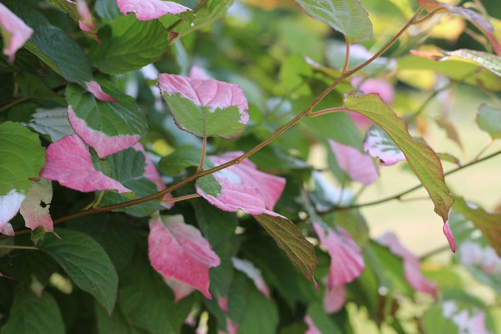 Zierkiwi, Strahlengriffel, Actinidia kolomikta