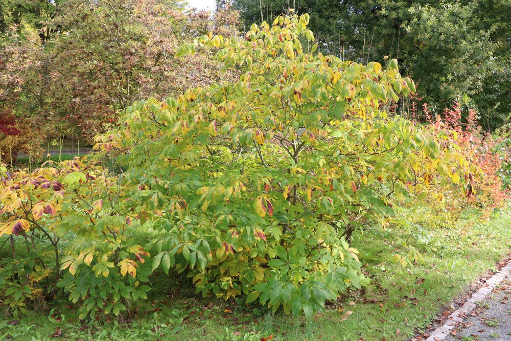 Strauch-Rosskastanie, Aesculus Parviflora