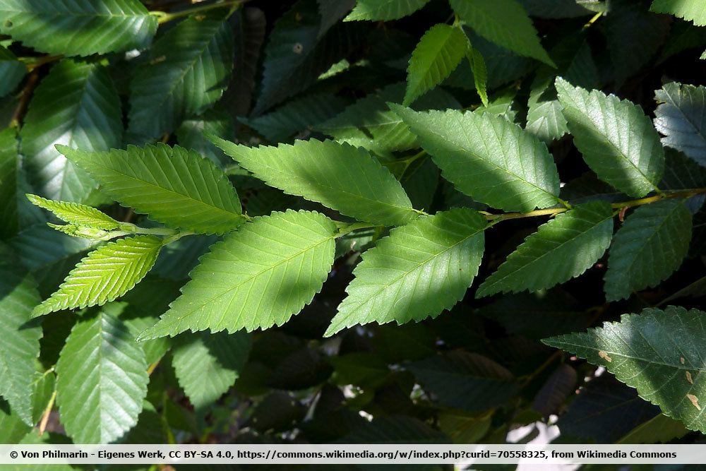 Ulmus pumila - Wunderhecke