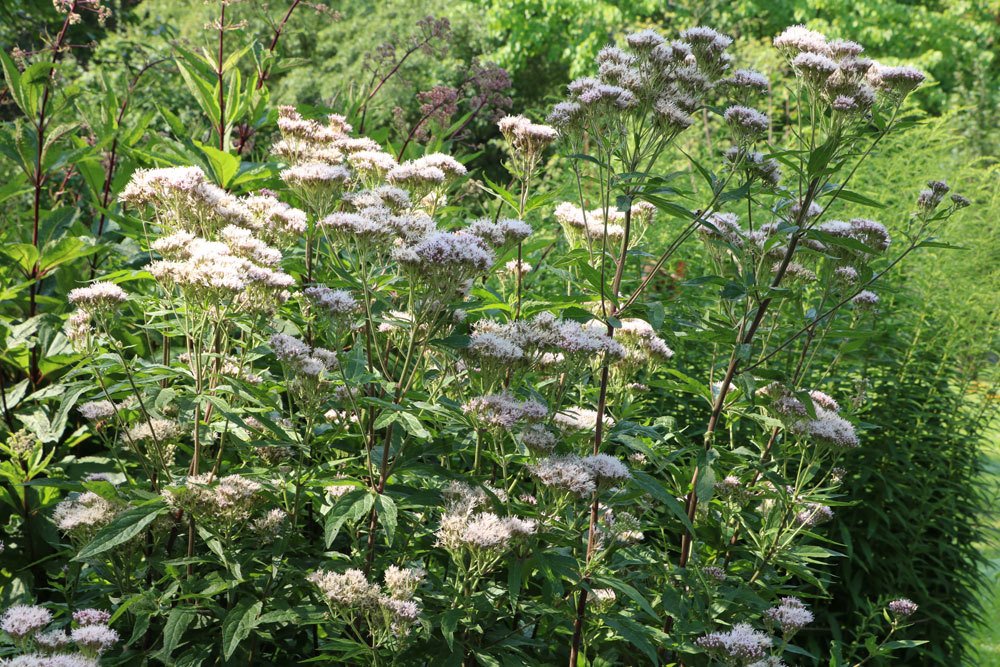 Wasserdost, Eupatorium cannabium