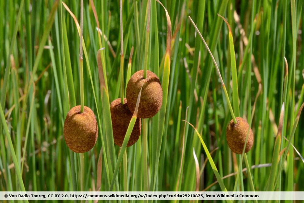 Zwerg-Rohrkolben, Typha minima