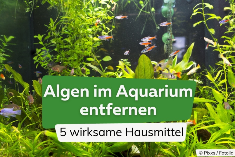 Algen im Aquarium entfernen