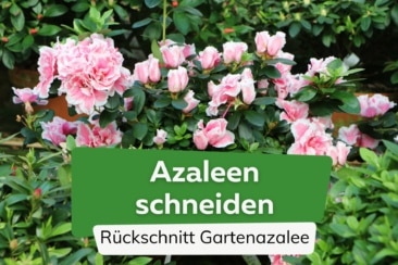 Azaleen schneiden