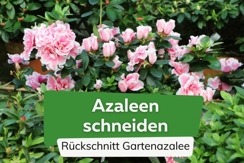 Azaleen schneiden