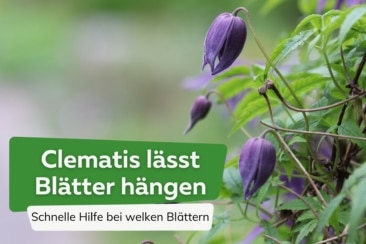 Clematis lässt Blätter hängen