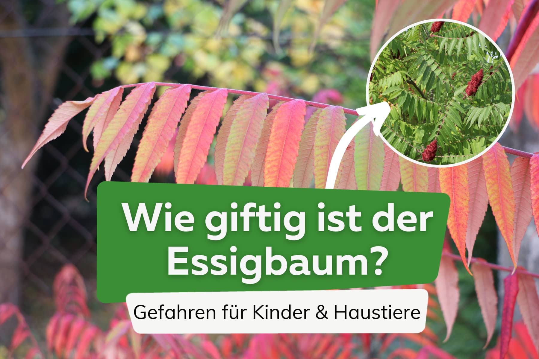 Ist der Essigbaum giftig für Kinder und Haustiere?