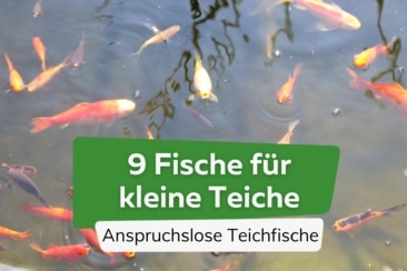 Fische für kleine Teiche