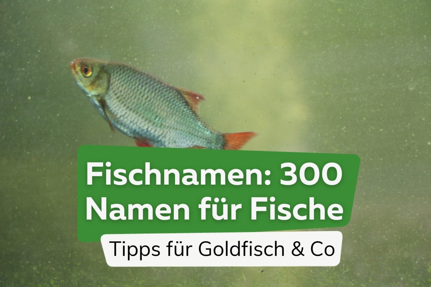Goldfisch Krankheiten was tun bei Pilzbefall & Co?