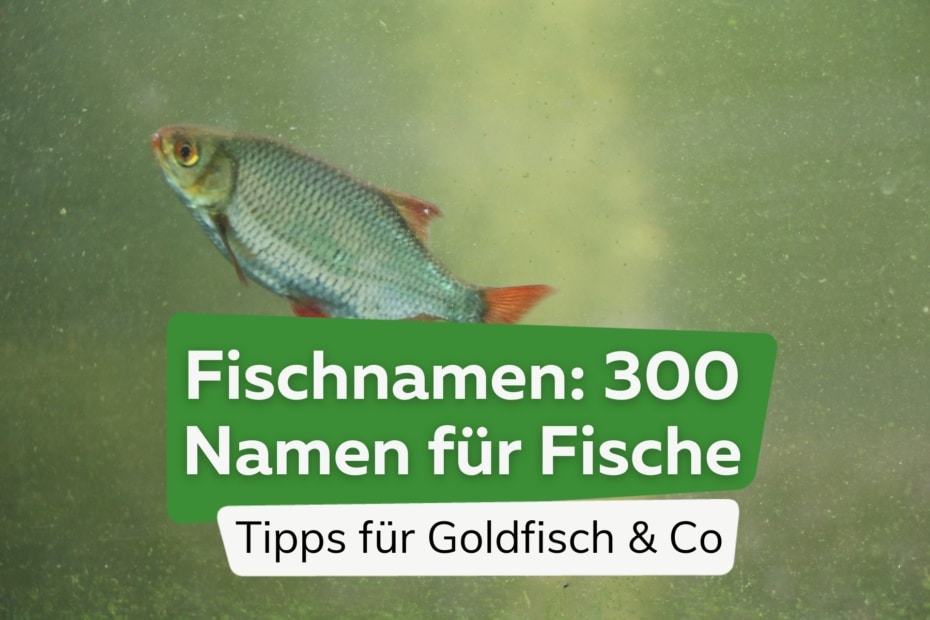 Wie alt werden Goldfische? Lebenserwartung im Teich