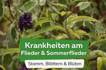 Krankheiten am Flieder und Sommerflieder (Stamm, Blüten und Blättern)