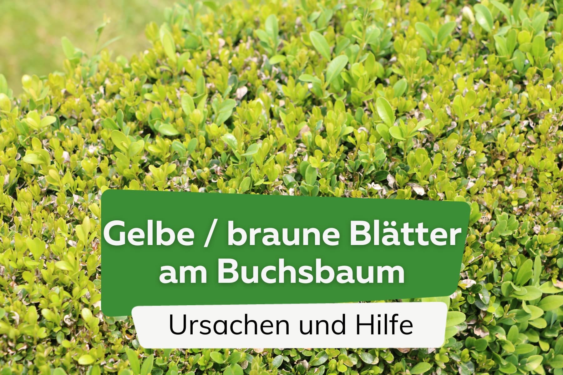 gelbe und braune Blätter am Buchsbaum