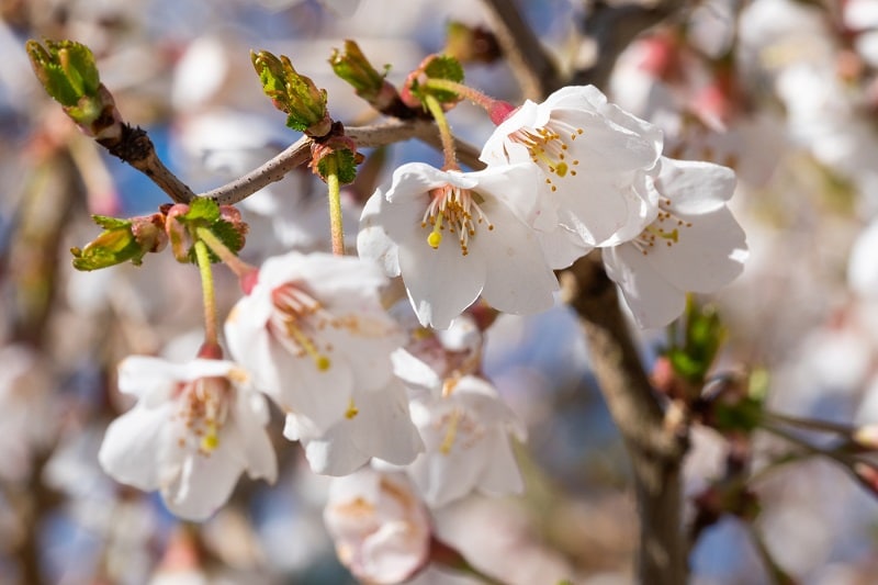 Geschlitzte Kirsche (Prunus incisa 'Kojou-no-mai')