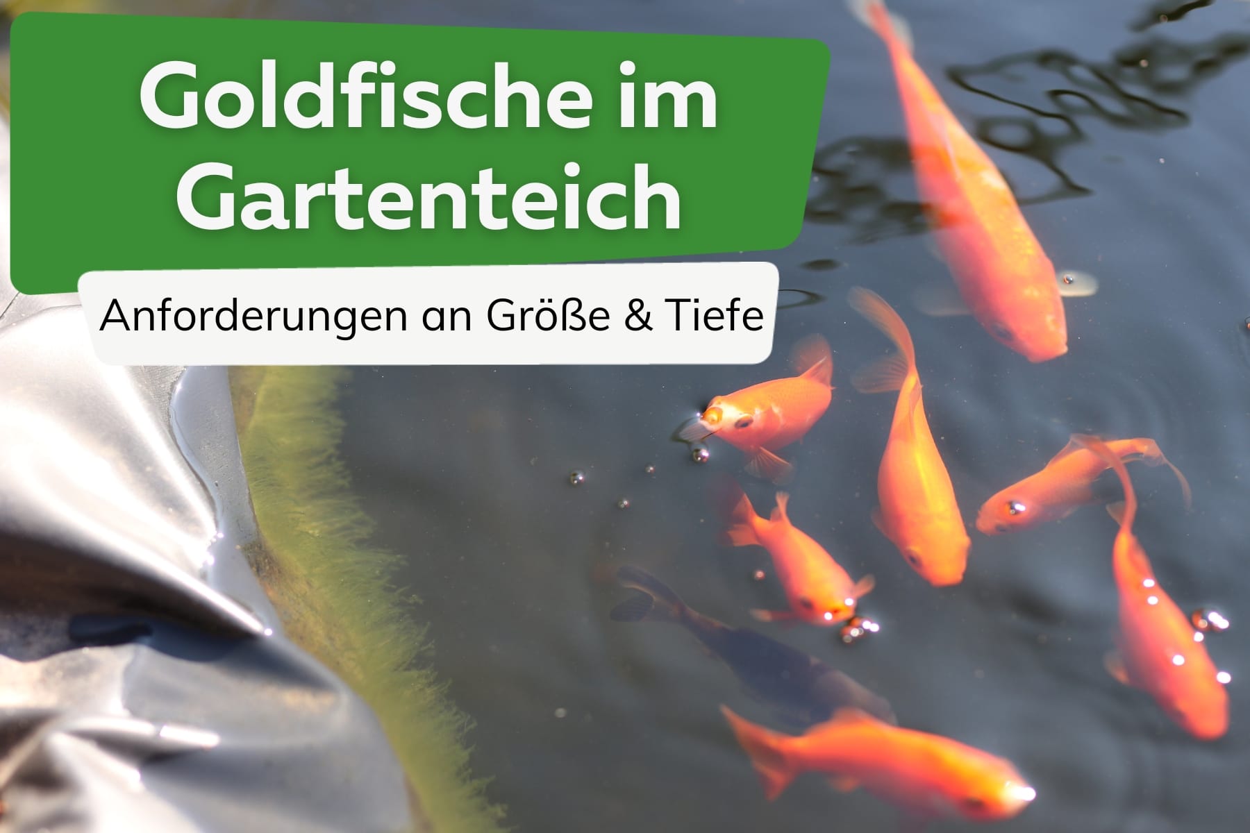 Anforderungen für Goldfische im Gartenteich