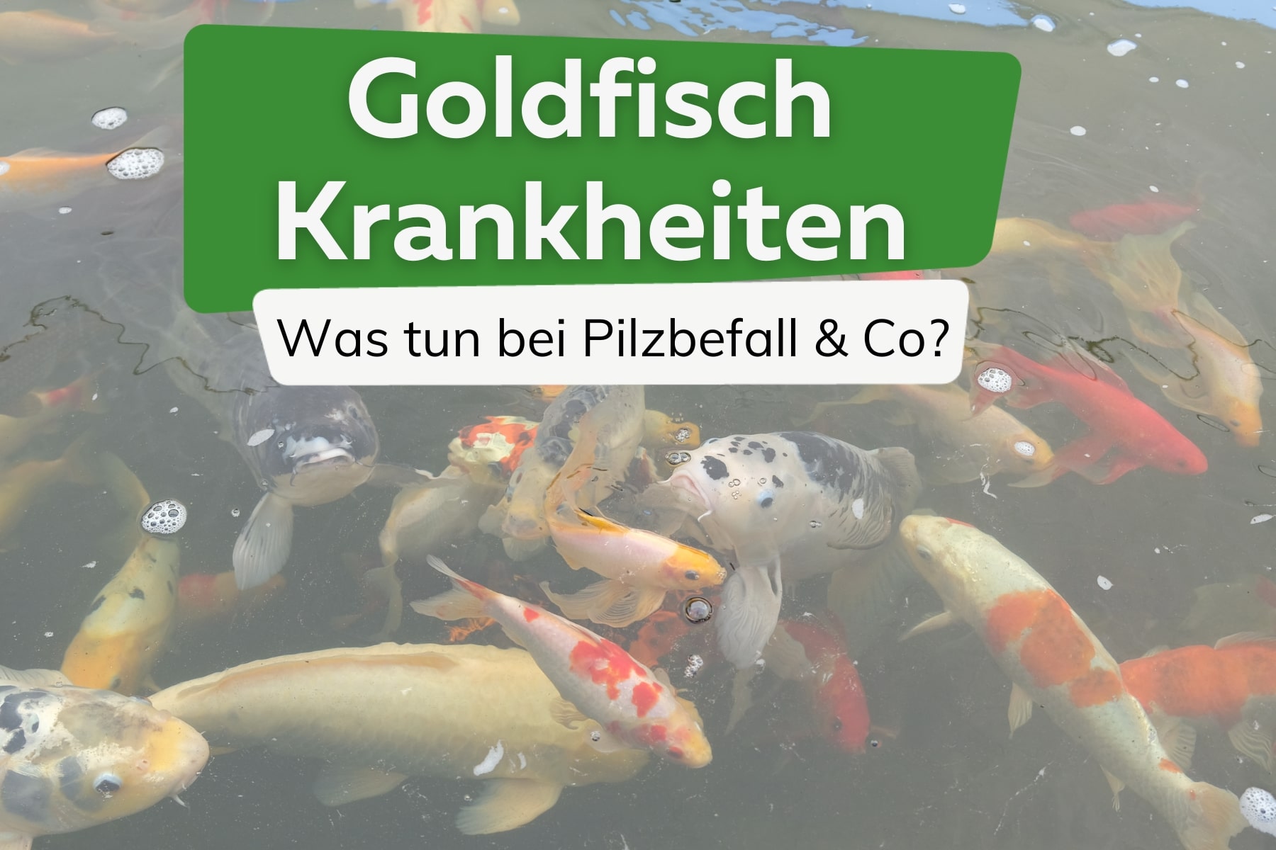 Goldfisch Krankheiten