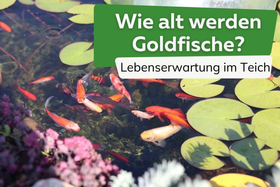 Wie alt werden Goldfische? Lebenserwartung im Teich