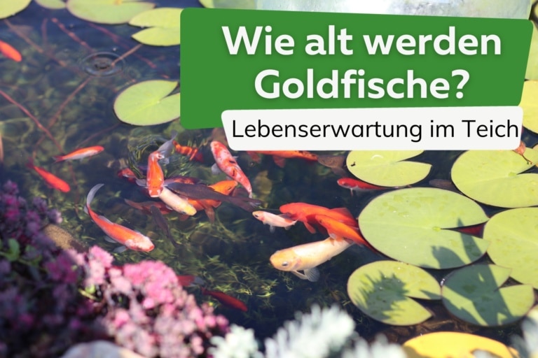 Wie alt werden Goldfische? Lebenserwartung im Teich