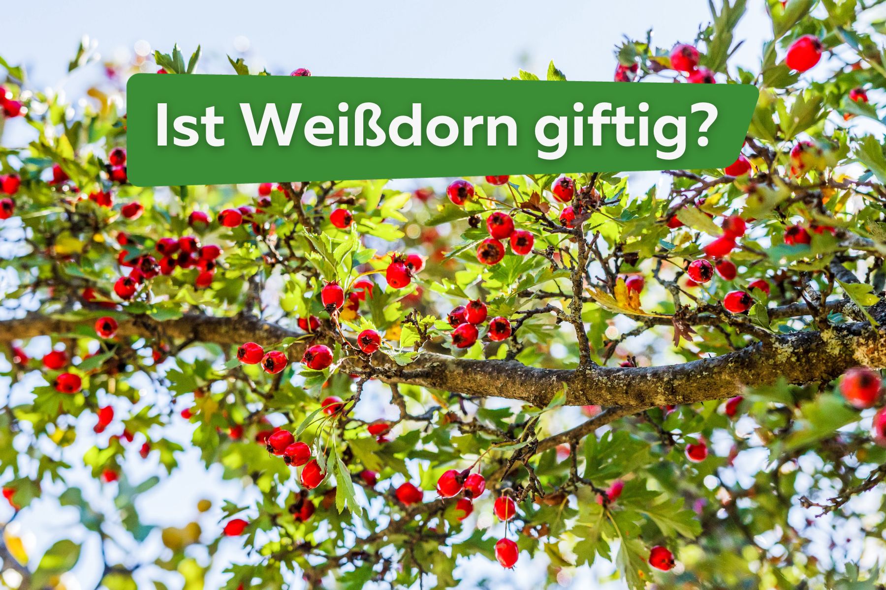 Ist Weißdorn giftig? Titel