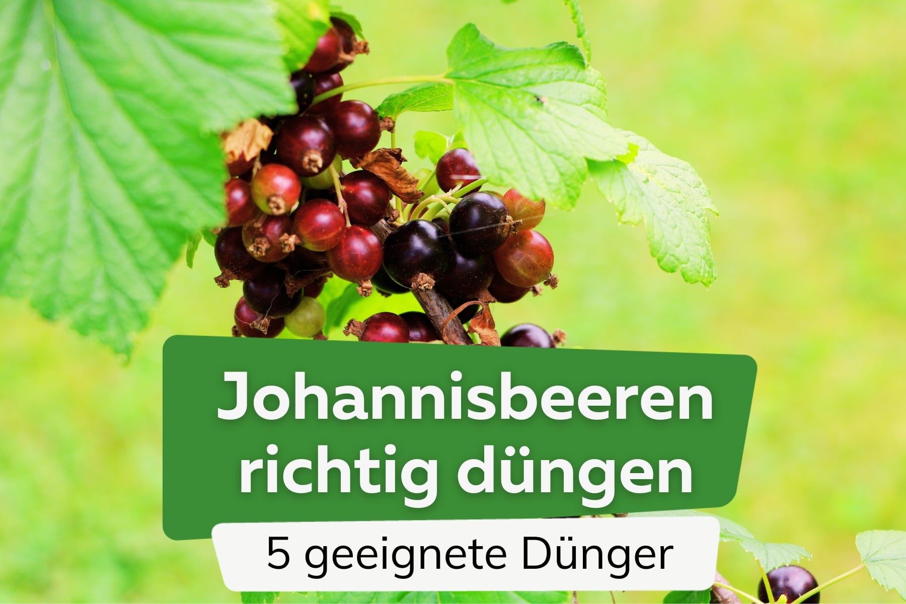 Johannisbeeren düngen