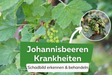 Johannisbeeren Krankheiten