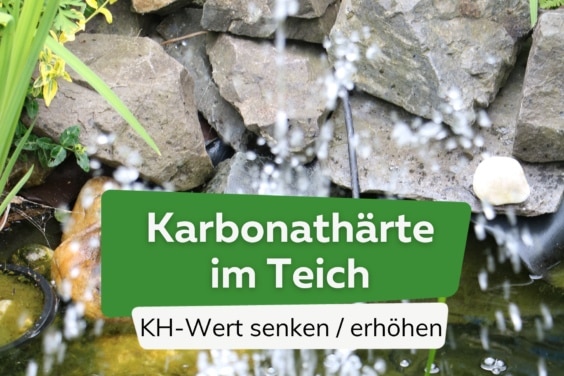 Karbonathärte im Teich senken / erhöhen