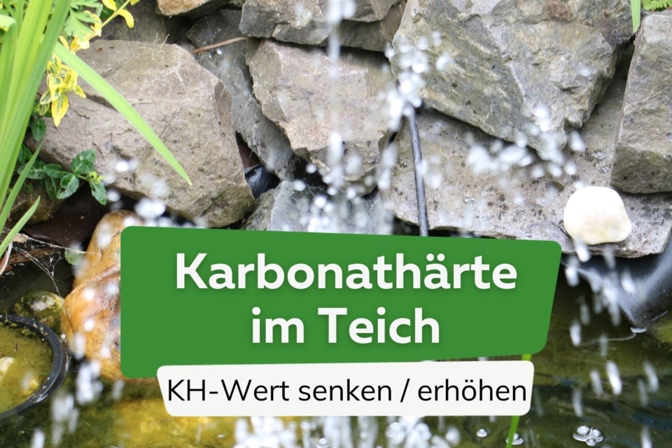 Teichwasser schäumt 5 Lösungen gegen Schaum auf dem Teich