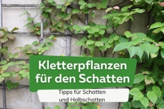 Kletterpflanzen fr Schatten und Halbschatten: 10 Arten
