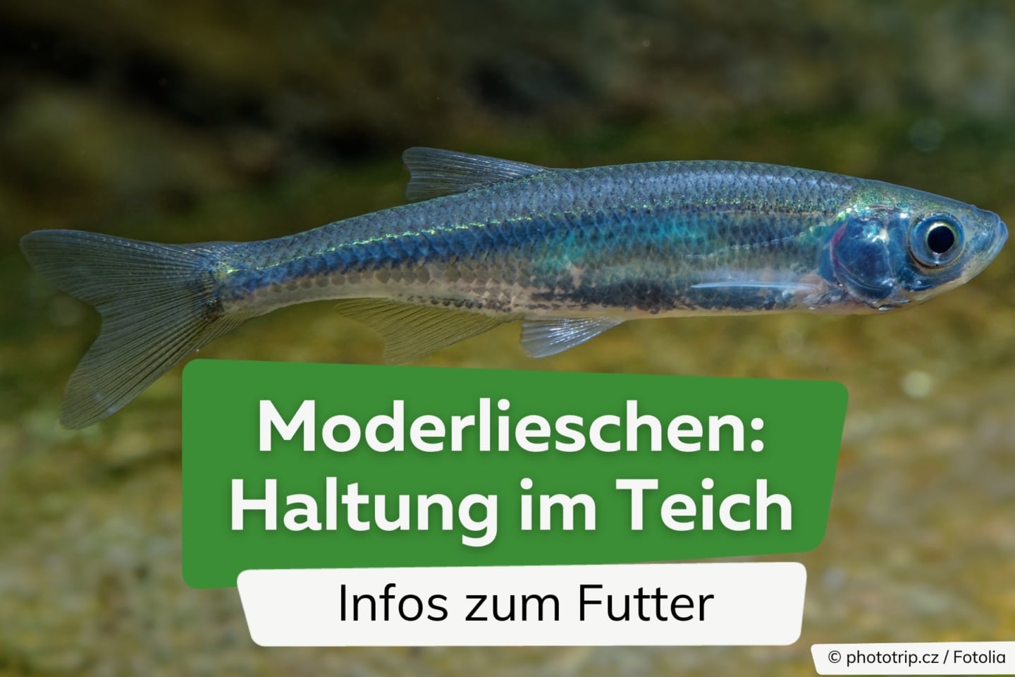 Moderlieschen Haltung im Teich Infos zum Futter