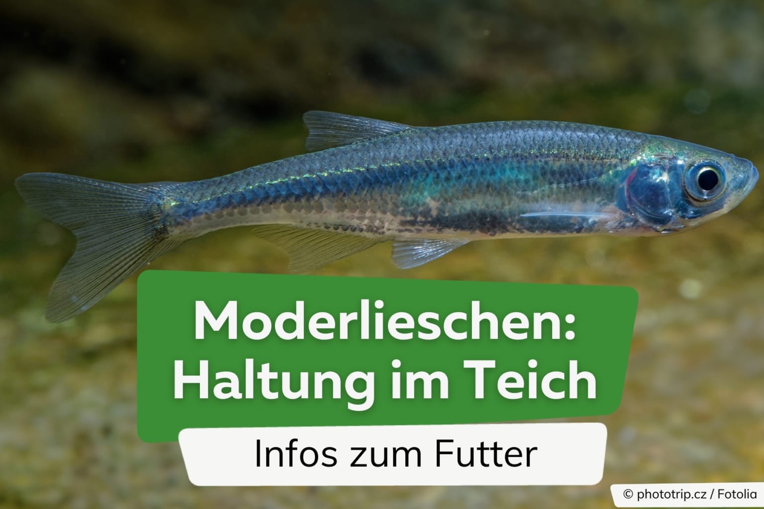 Goldfisch Krankheiten was tun bei Pilzbefall & Co?