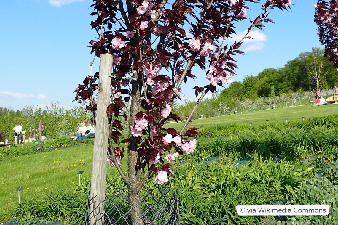 Nelkenkirsche (Prunus serrulata 'Royal Burgundy')