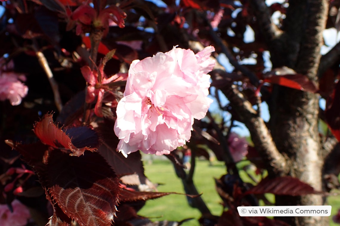 Nelkenkirsche (Prunus serrulata 'Royal Burgundy')