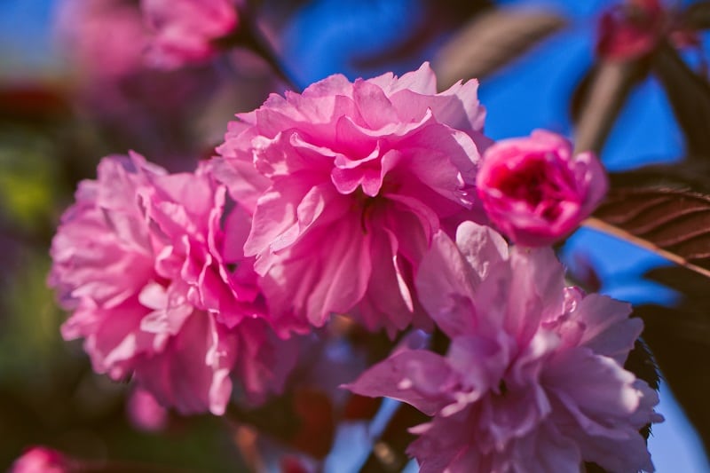 Nelkenkirsche (Prunus serrulata 'Royal Burgundy')