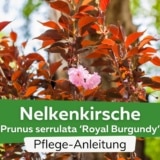 Nelkenkirsche (Prunus serrulata 'Royal Burgundy')