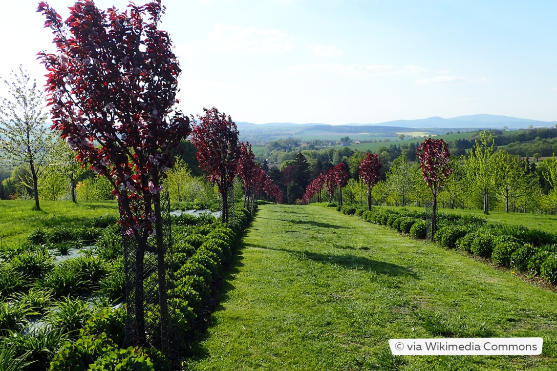 Nelkenkirsche (Prunus serrulata 'Royal Burgundy')