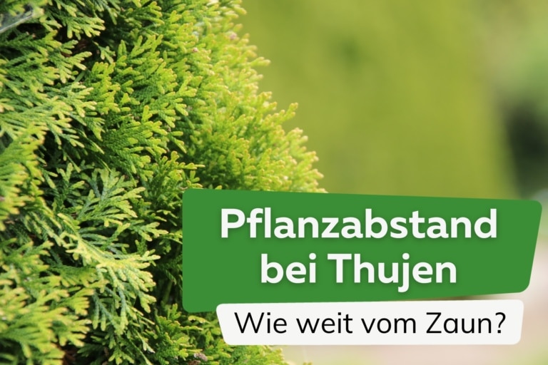 Pflanzabstand bei Thujen wie weit auseinander? Wie weit vom Zaun?