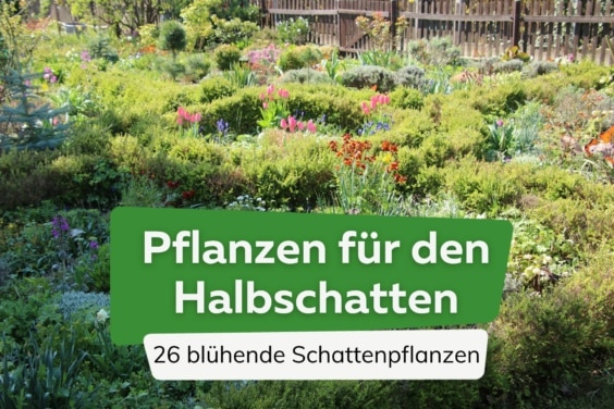 blühende Pflanzen für den Halbschatten